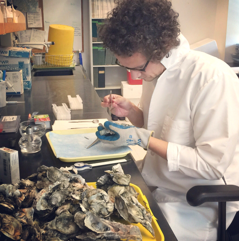 Gathering information on oyster parasites