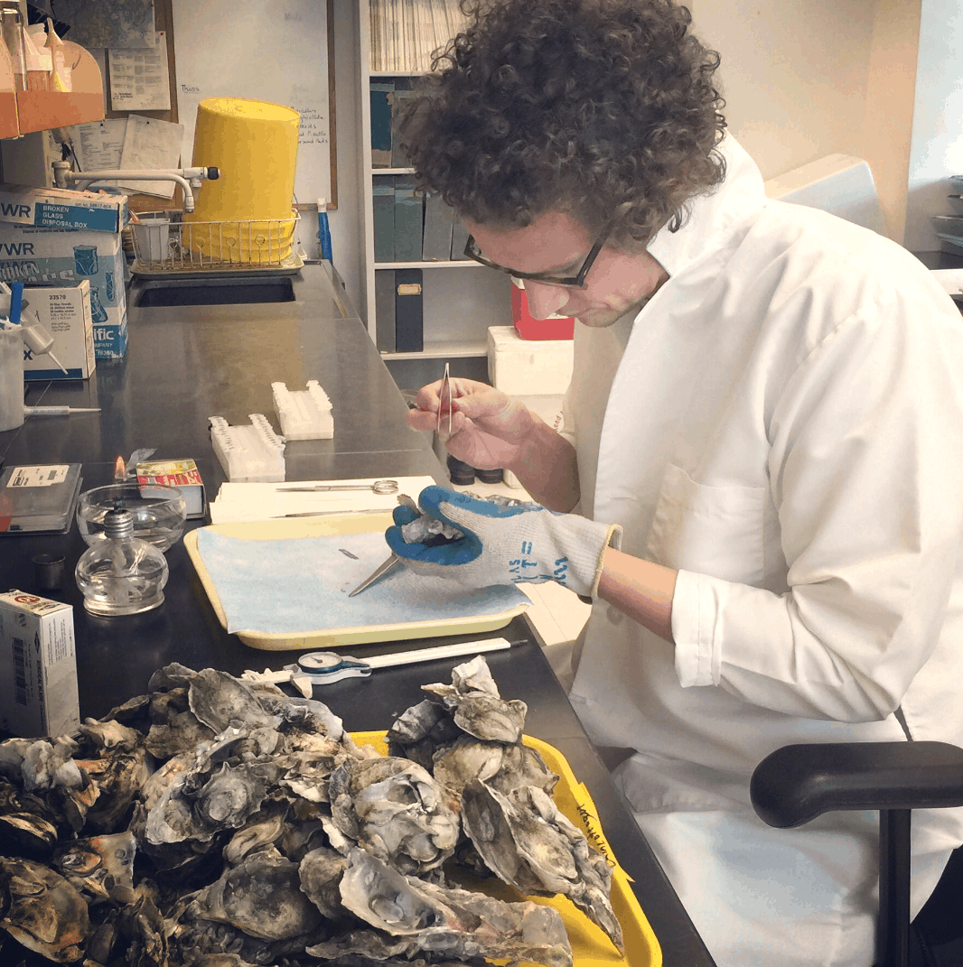Gathering information on oyster parasites